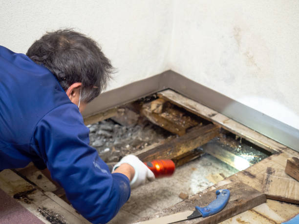 Best DIY Mold Remediation Support Services in Millcreek, UT