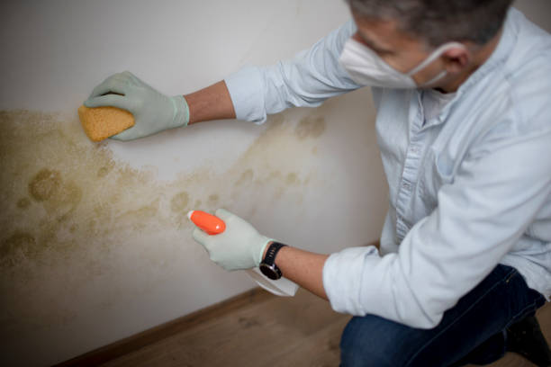 Best Black Mold Remediation in Millcreek, UT