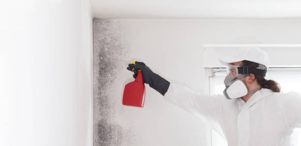 Best Residential Mold Remediation in Millcreek, UT