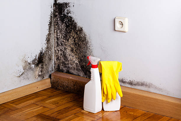 Professional Mold Remediation in Millcreek, UT