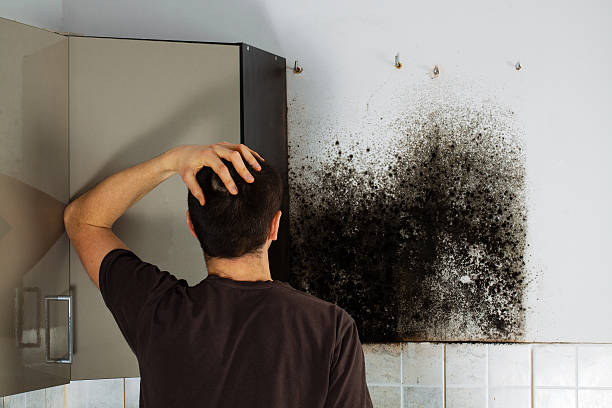 Best Residential Mold Remediation in Millcreek, UT