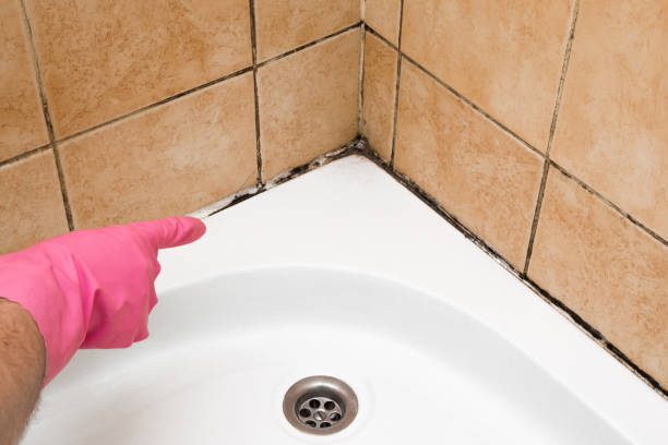 Best Insurance-Related Mold Remediation in Millcreek, UT